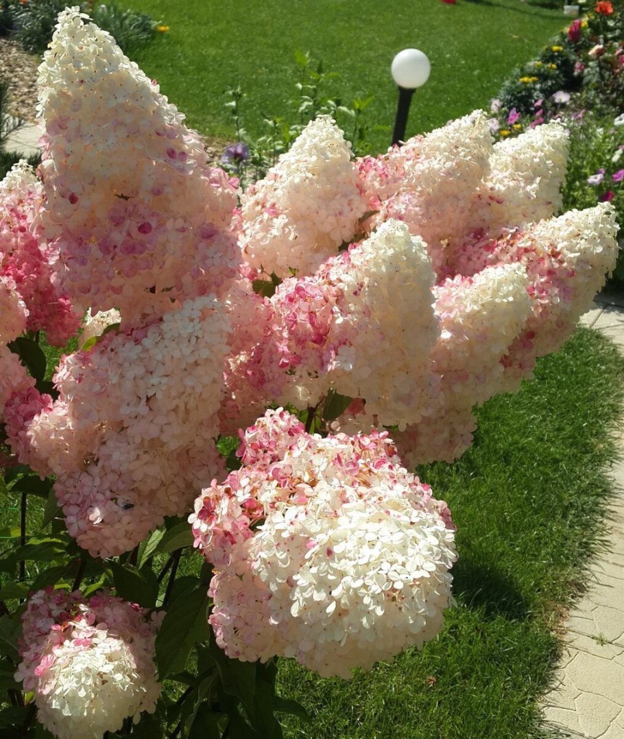 Гортензия метельчатая Vanille Fraise