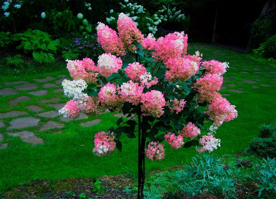 Гортензия метельчатая Виола