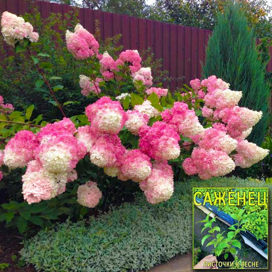 Гортензия вагила ВРЕЙС