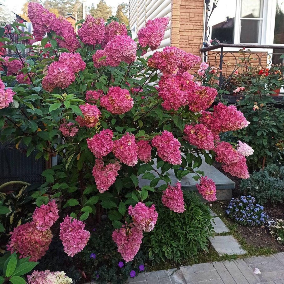 Гортензия метельчатая Vanille Fraise (Ванилла Фрейз)