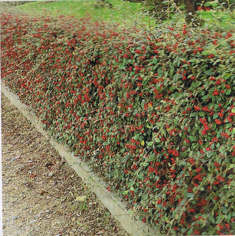 Кизильник Живая изгородь