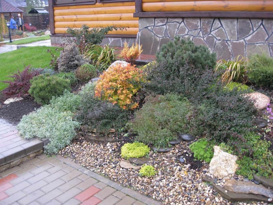 Кизильник в рокарии