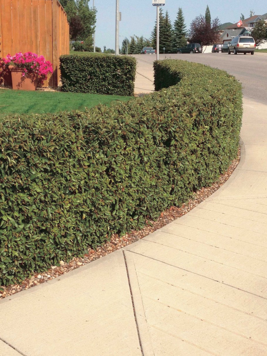 Кизильник Даммера изгородь