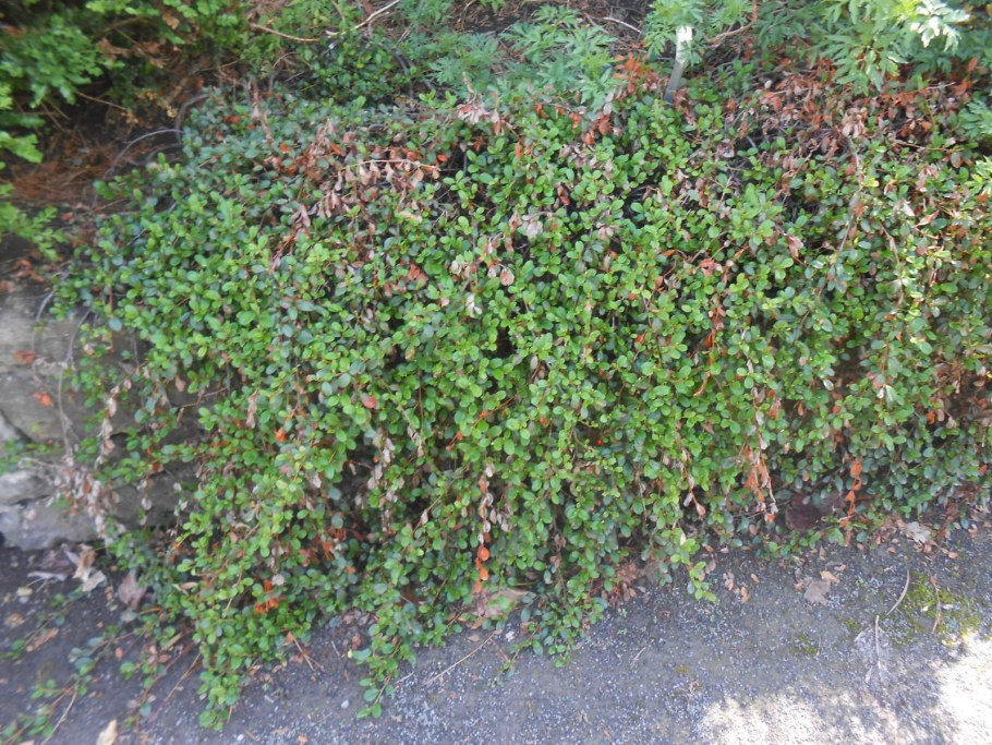 Кизильник Даммера Мэйджор