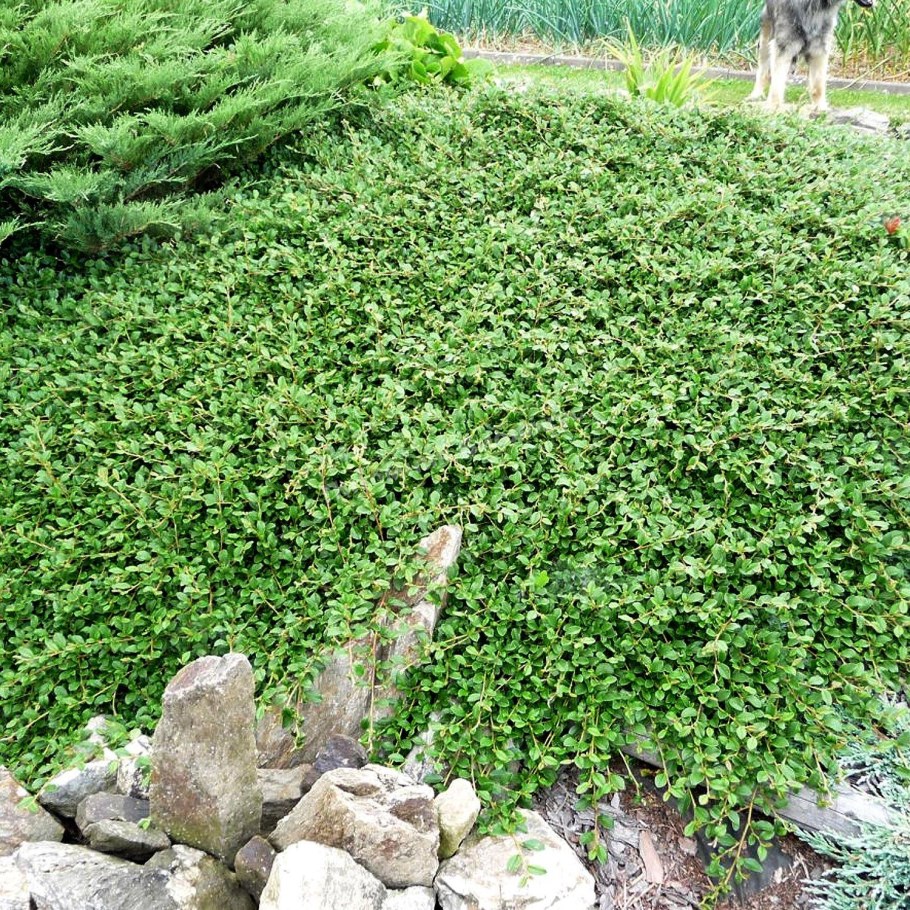 Кизильник Даммера Эйхольц