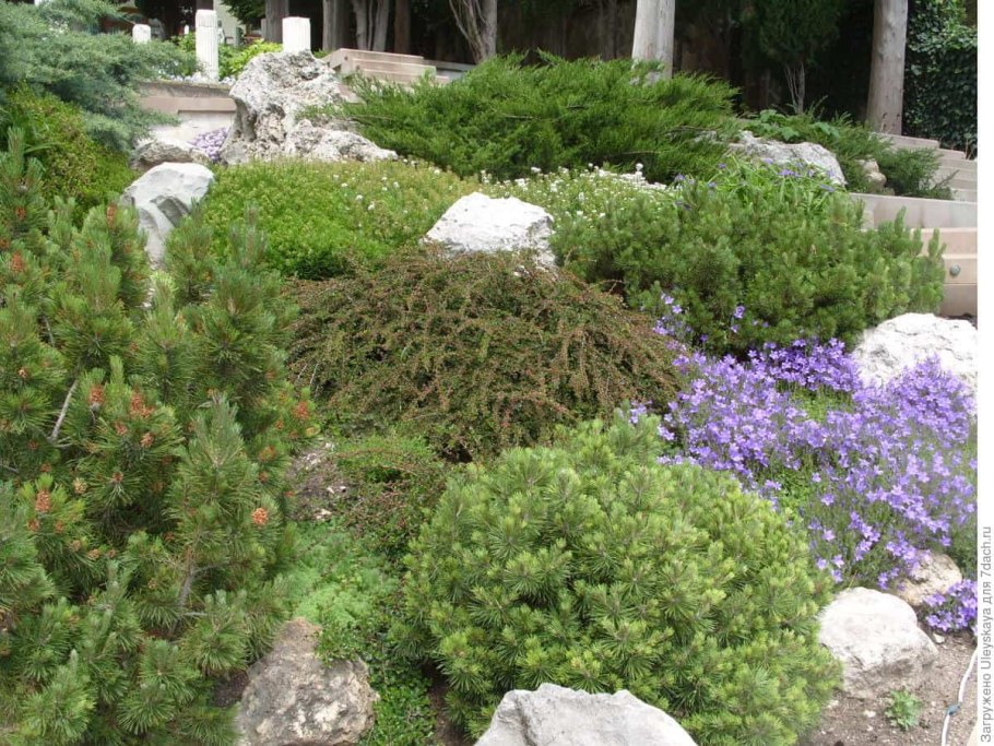 Кизильник горизонтальный в рокарии