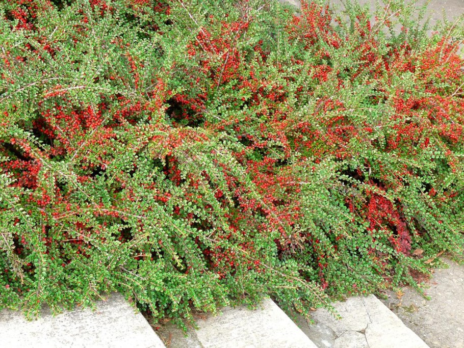 Кизильник коралловый красавец