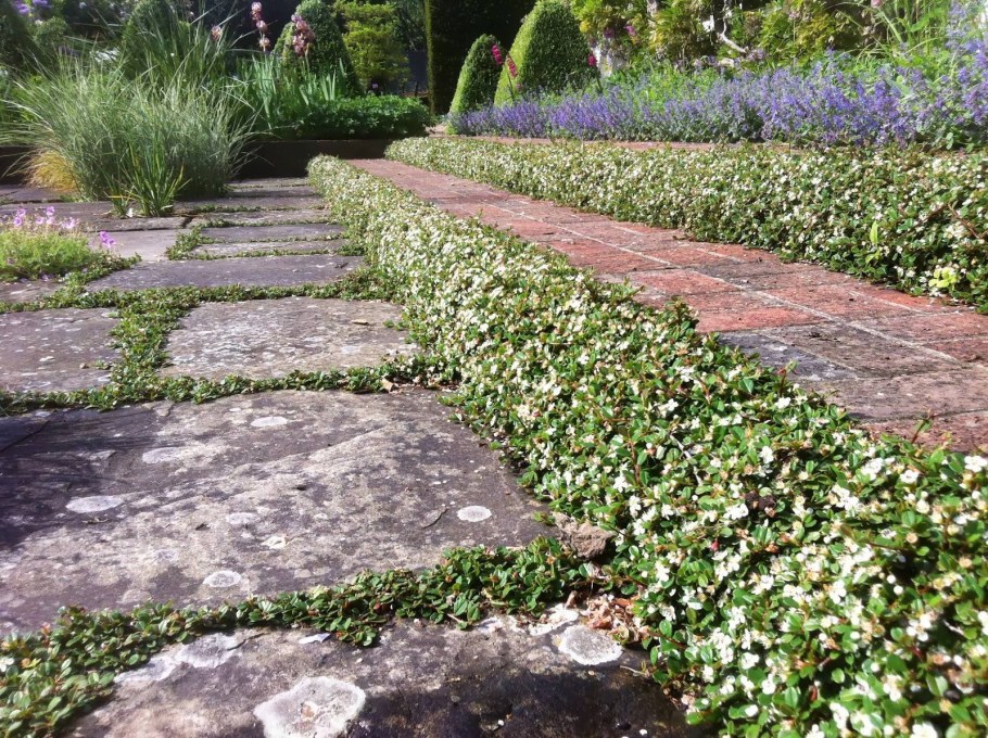 Кизильник куин оф карпет