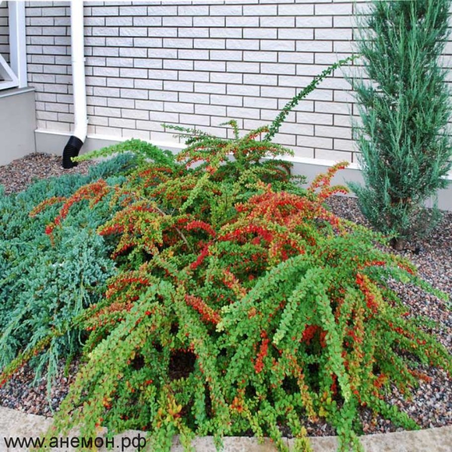 Барбарис Тунберга Грин карпет