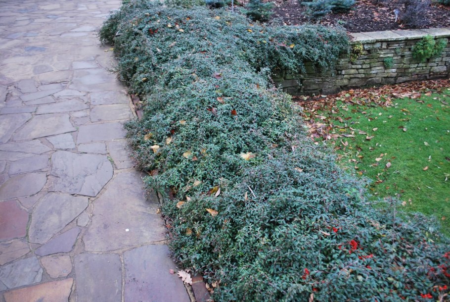 Кизильник иволистный