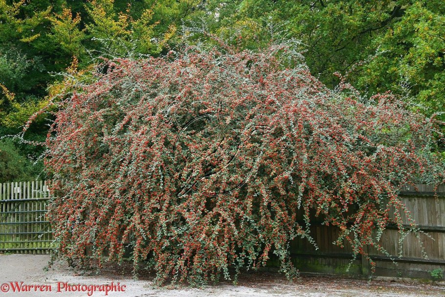 Кизильник иволистный Репенс