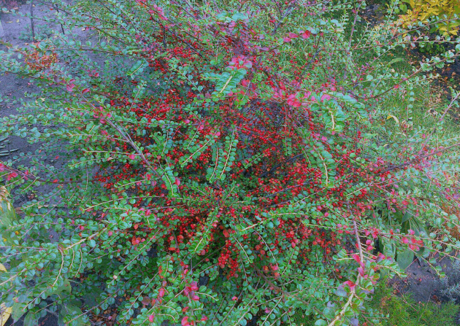 Кизильник Гиссарский