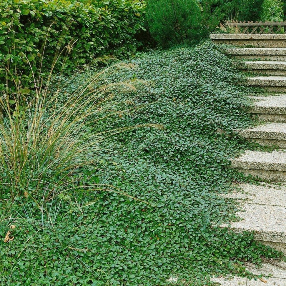 Кизильник Даммера