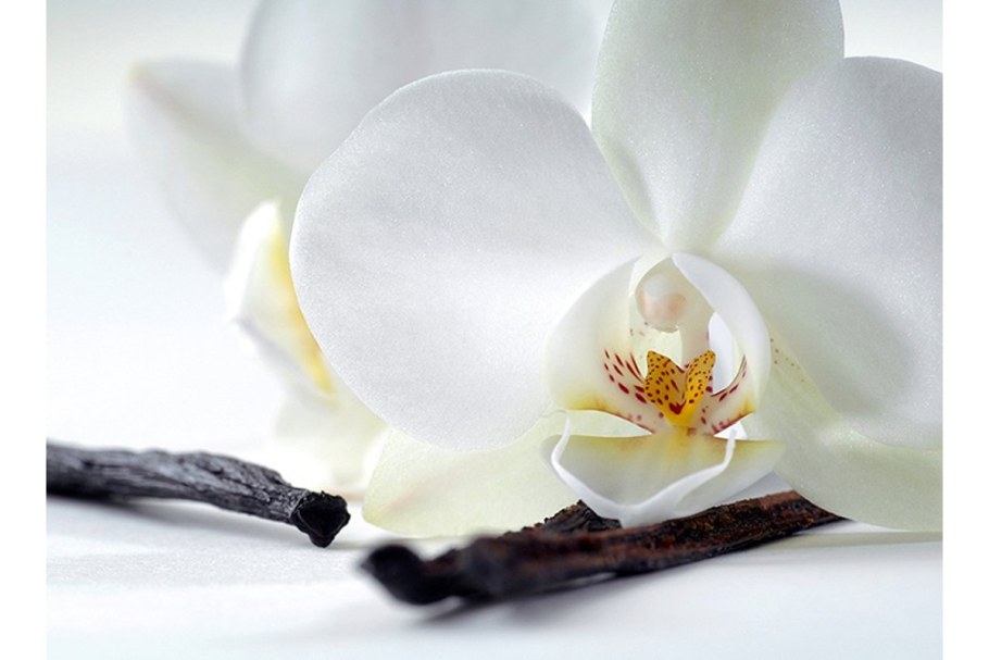 Орхидея Ванилла