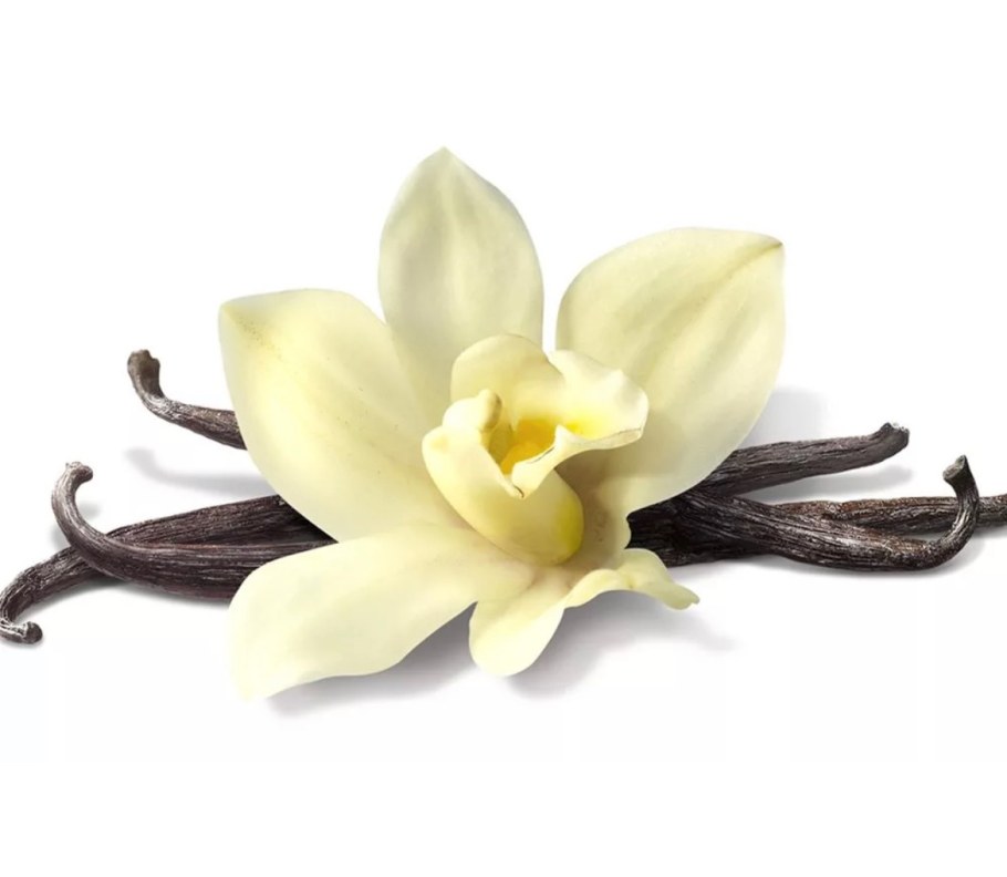 Бурбонская ваниль растение