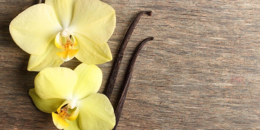 Желтая Орхидея ваниль