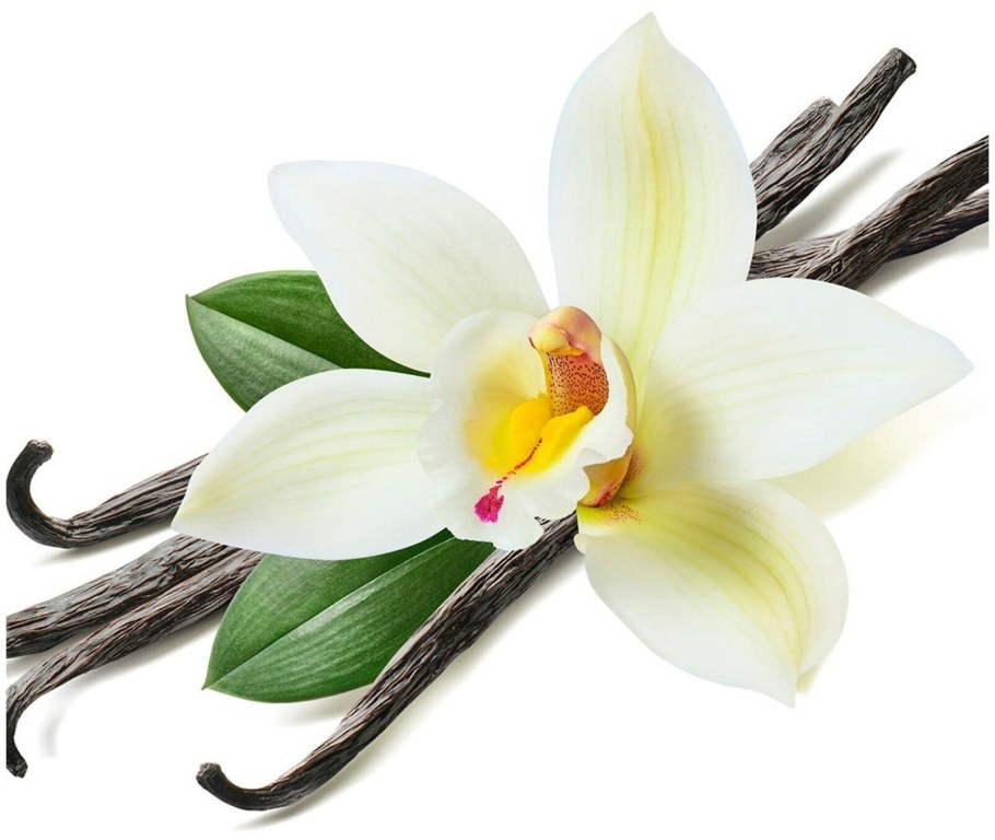 Ваниль плосколистная (Vanilla planifolia)