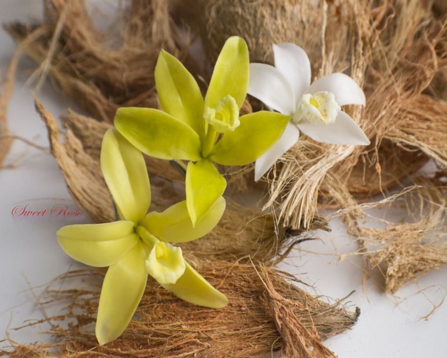 Бурбонская ваниль растение