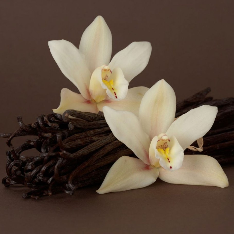 Орхидея ваниль стручки