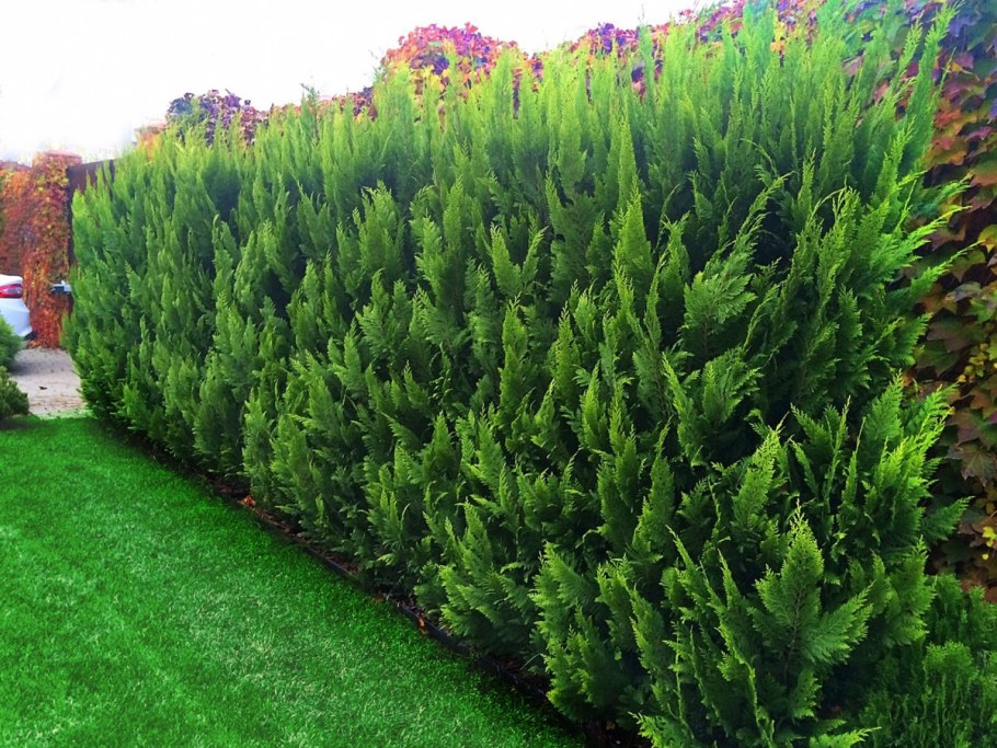 Кипарисовик Лавсона изгородь