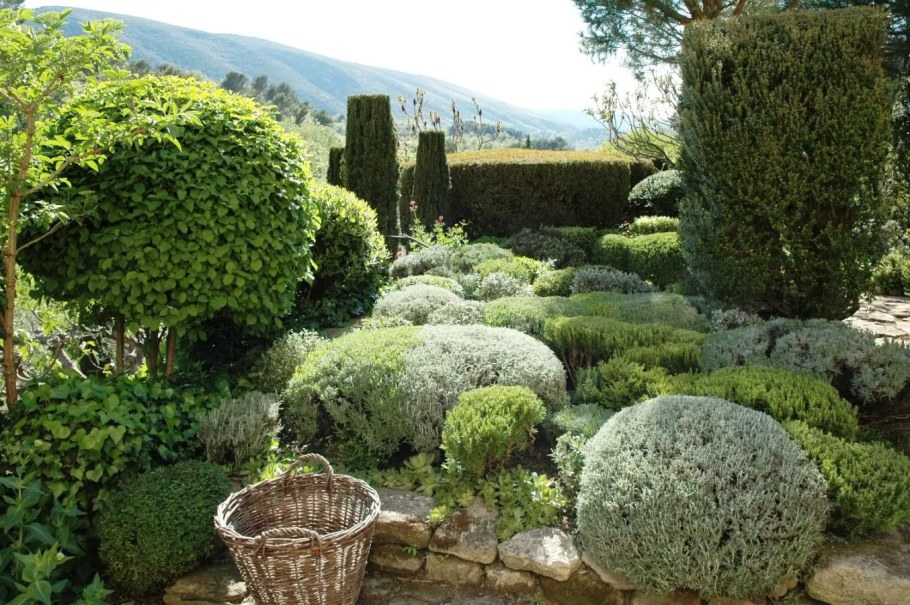 Провансальский Кипарис