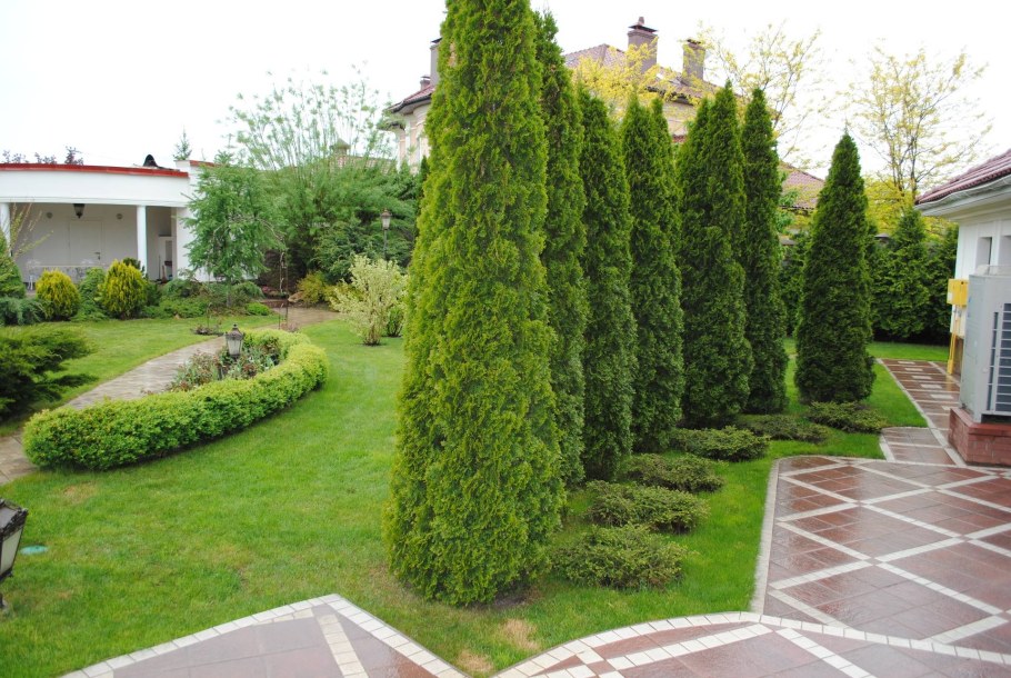 Туя Западная Даника Живая изгородь
