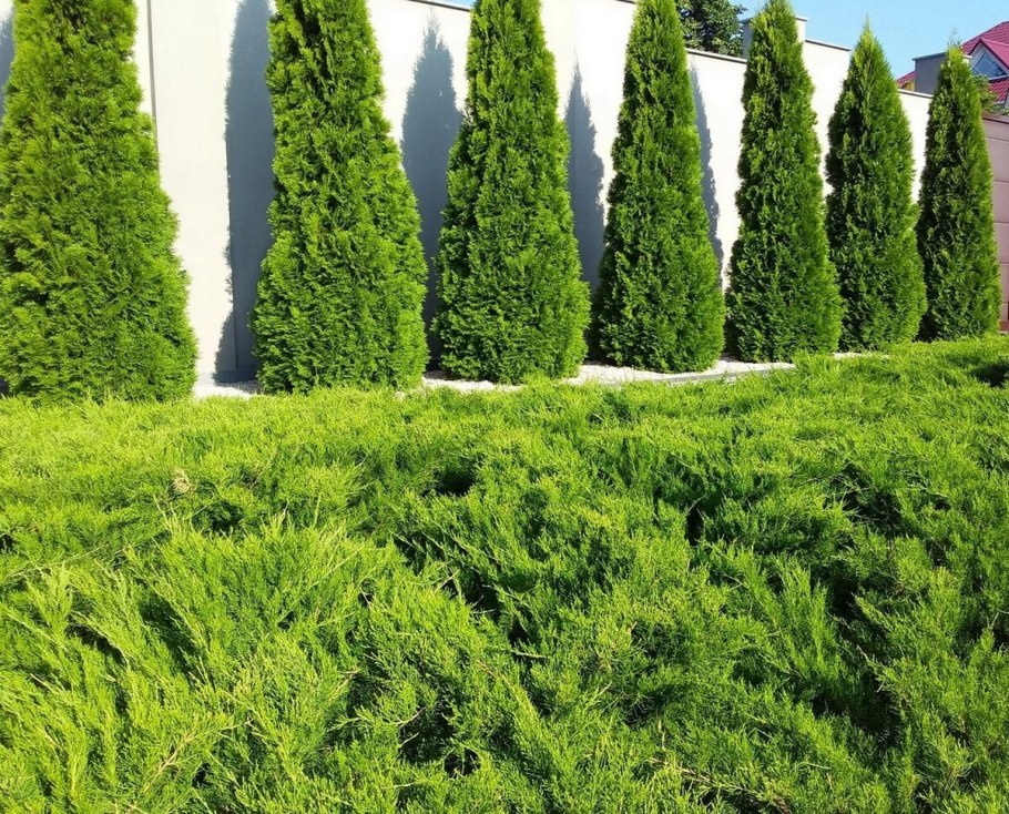 Туя Смарагд изгородь