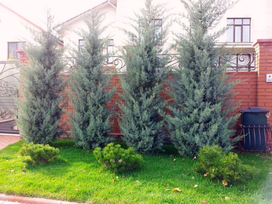 Кипарис Аризонский Живая изгородь