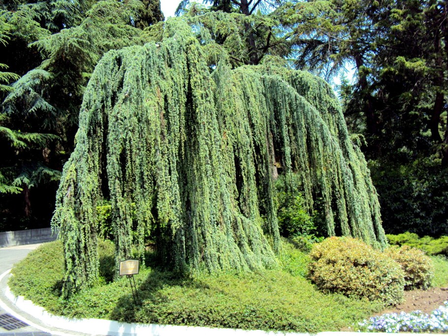 Кипарис Плакучий Cupressus Funebris