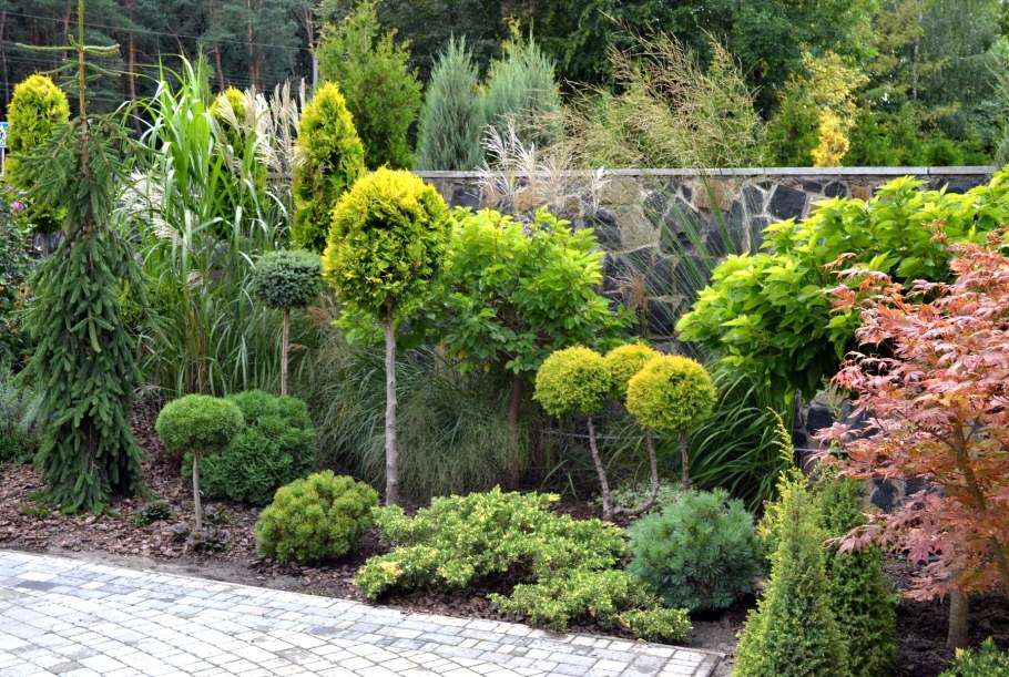 Кипарисовик Нана Грацилис на штамбе