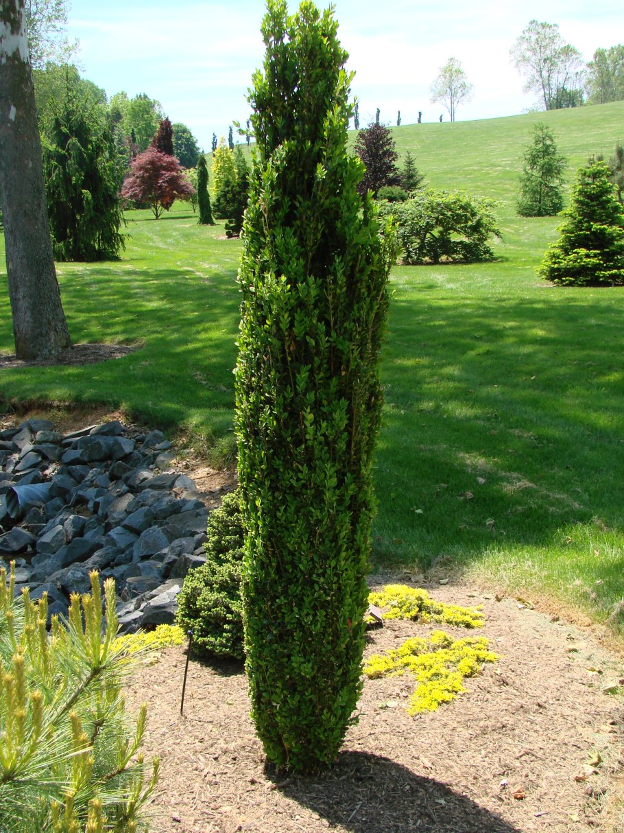 Туя Грин Тауэр