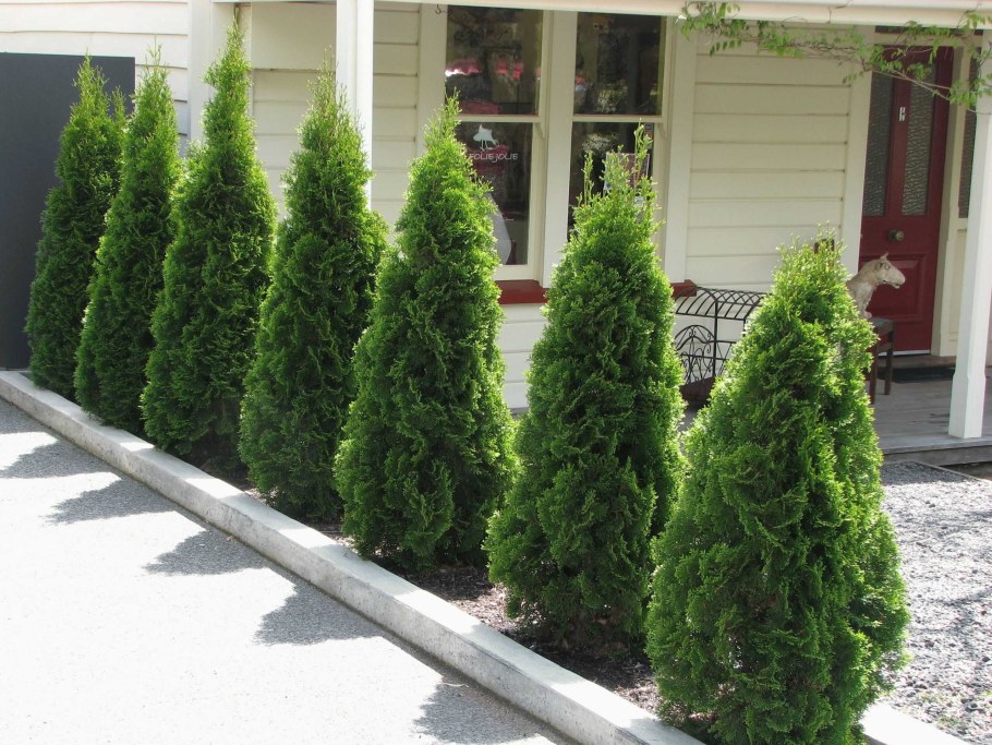 Туя Пирамидалис компакта