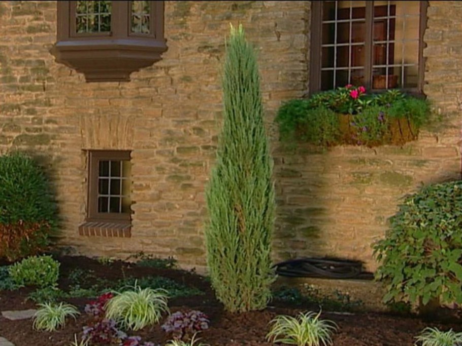 Можжевельник казацкий Скайрокет