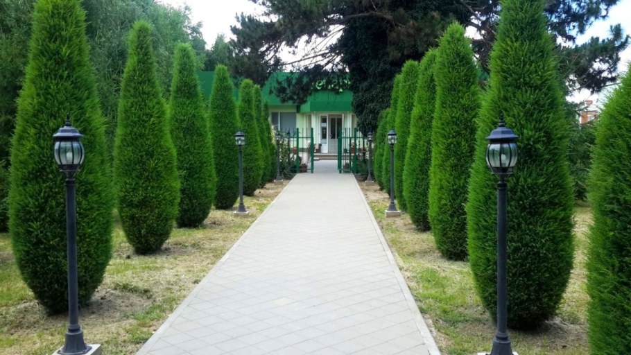 Туя Даника Живая изгородь