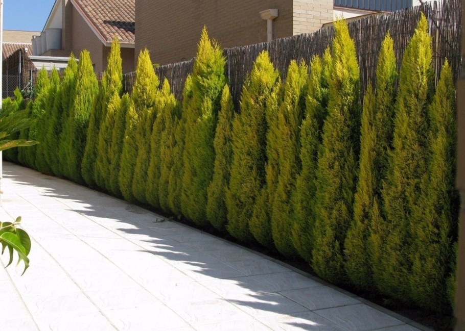 Можжевельник пирамидальный Скайрокет