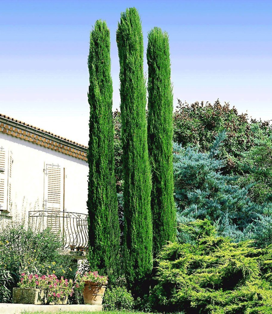 Кипарис колоновидный