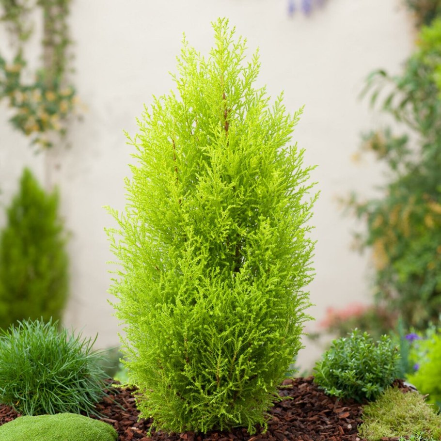 Хвойник Купрессус