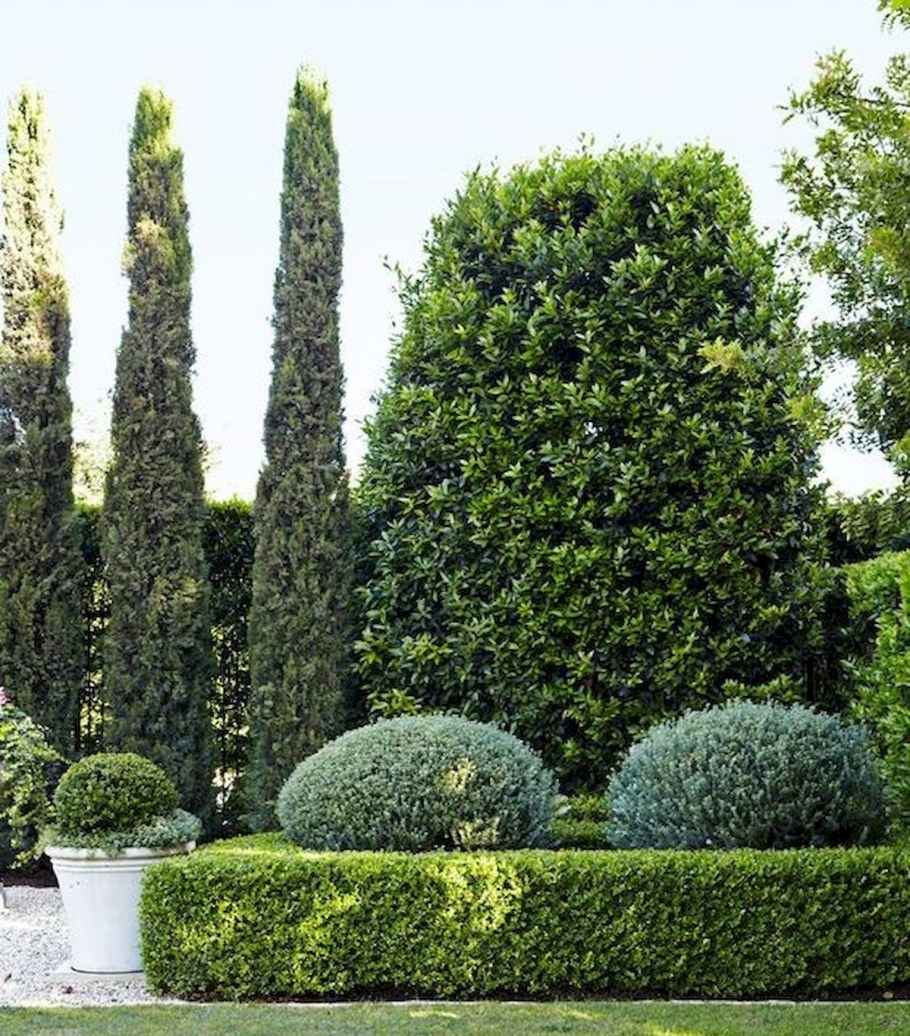 Самшит и Кипарис