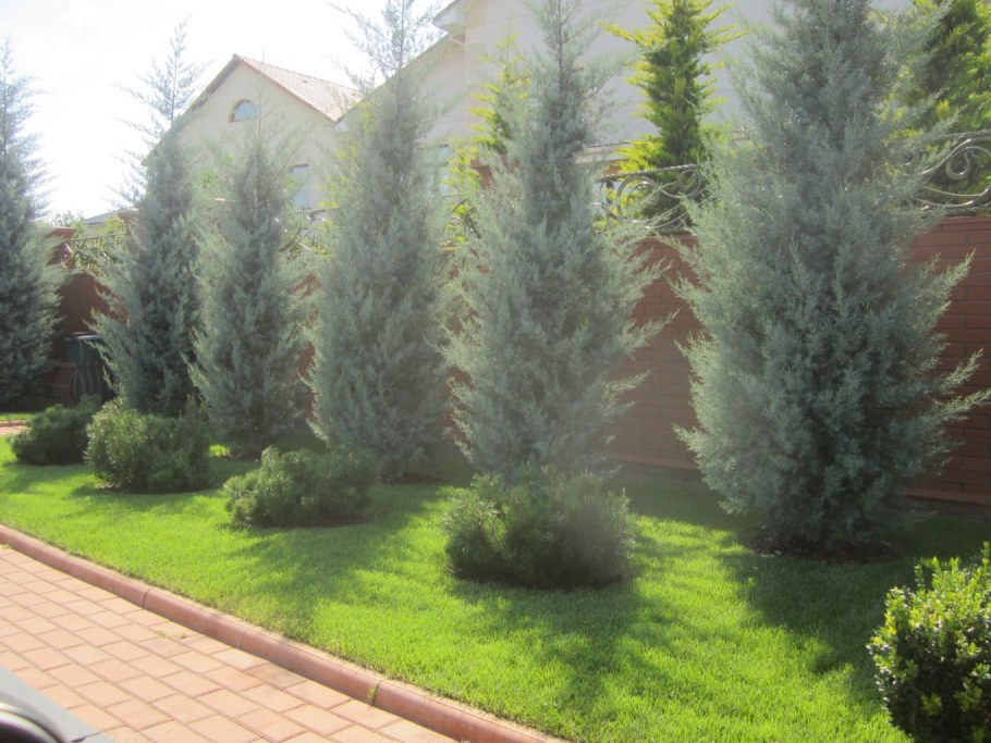 Кипарис Аризонский (Cupressus arizonica)