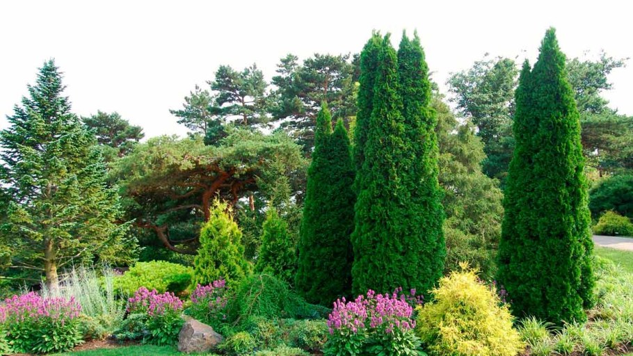 Кипарис вечнозеленный