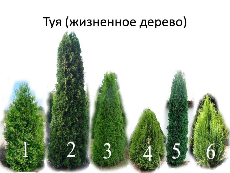 Туя Колумна Кипарис