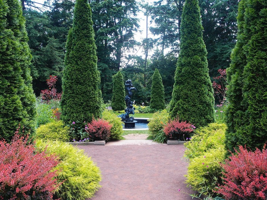 Туя туя Фастигиата