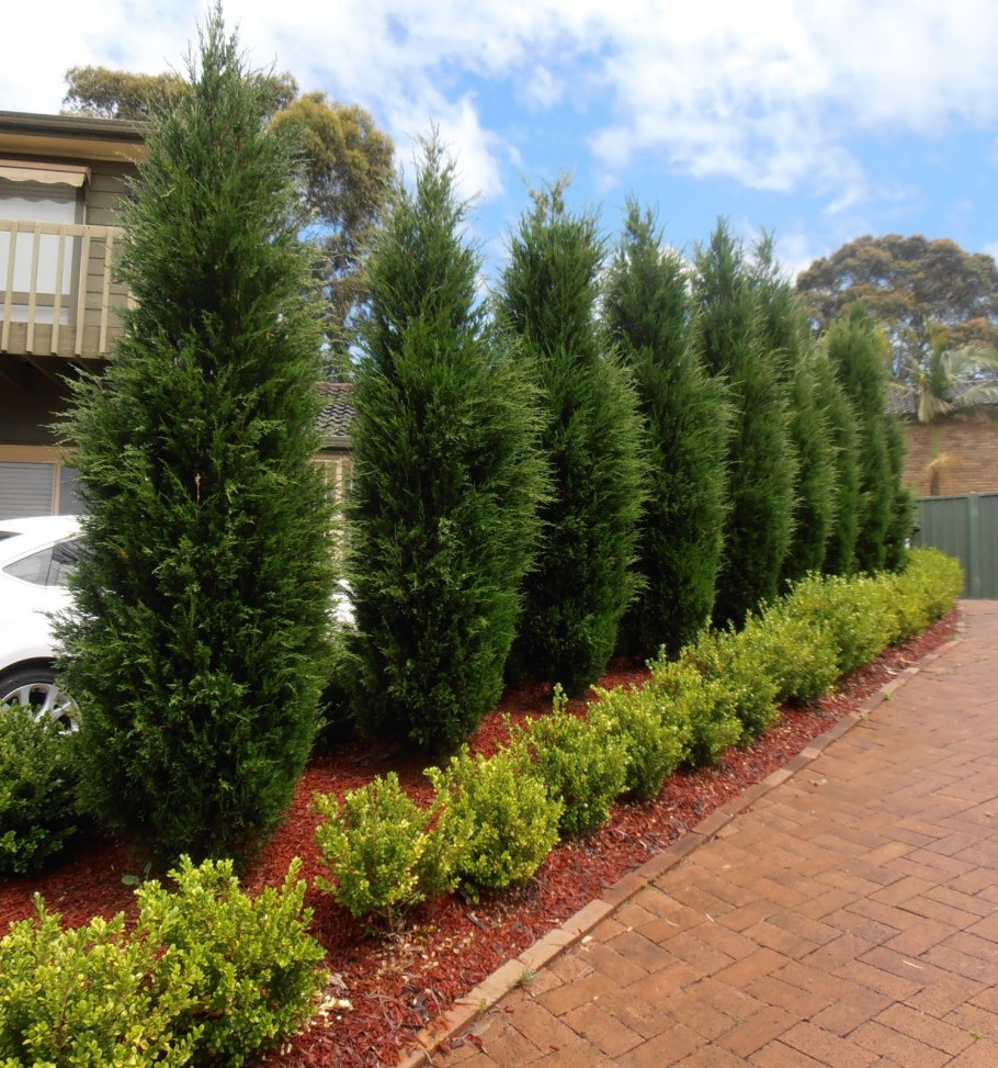 Кипарисовик пирамидальный