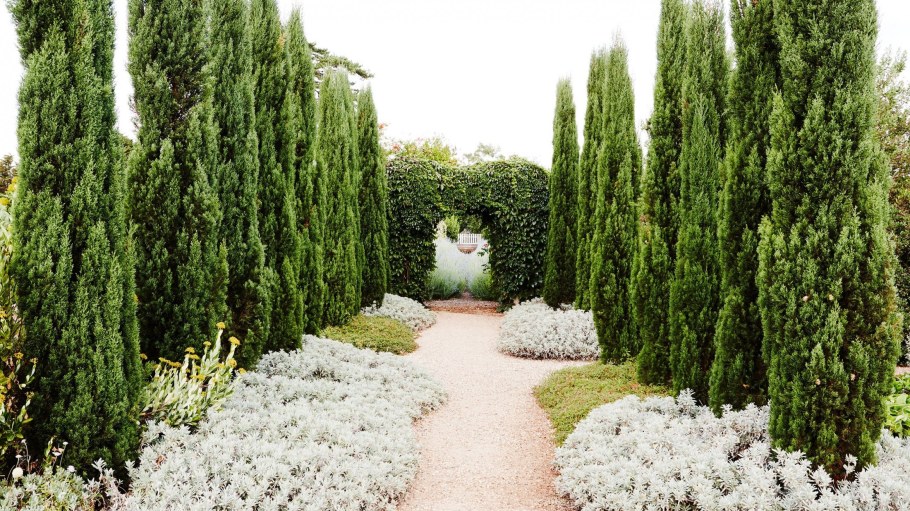 Кипарис Cupressus sempervirens