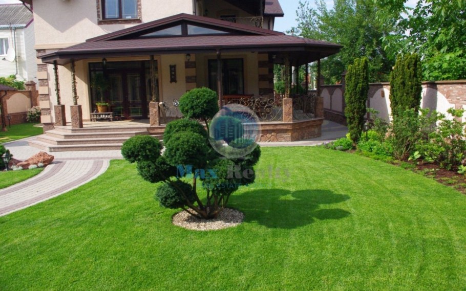 Хвойные солитеры