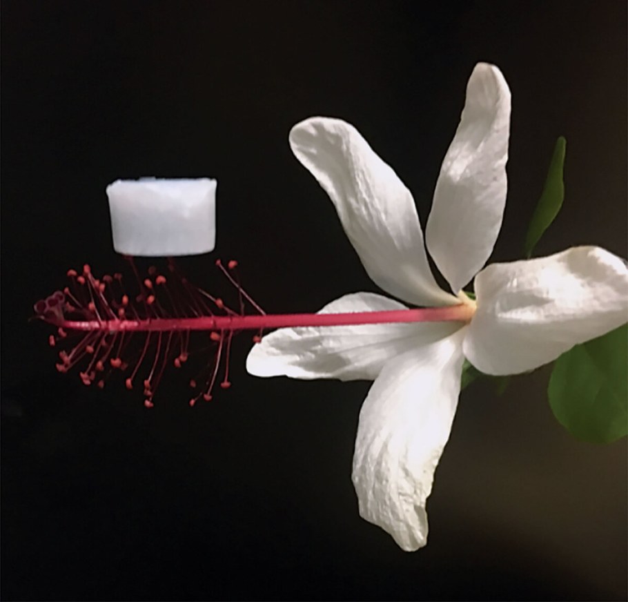 Углеродный аэрогель