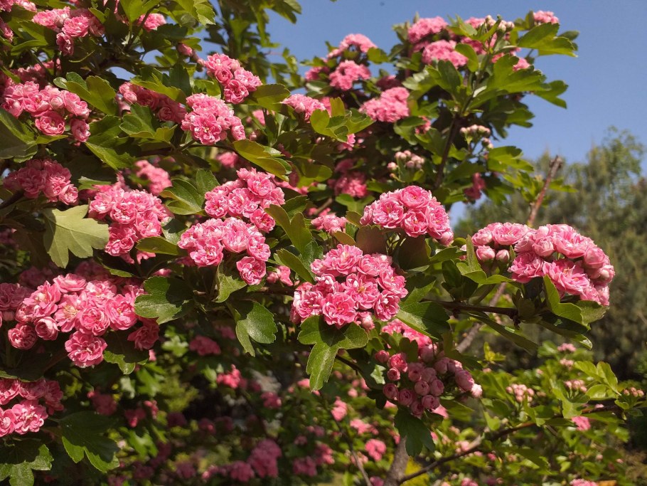 Цветы глода