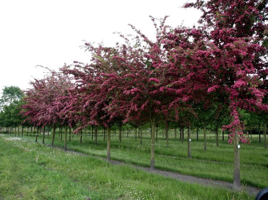 Боярышник Пауль Скарлет дерево