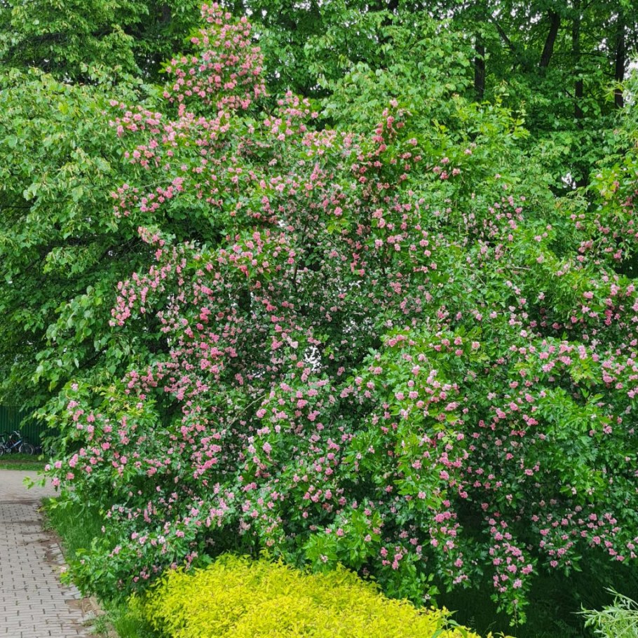 Боярышник морденский Toba (Тоба)