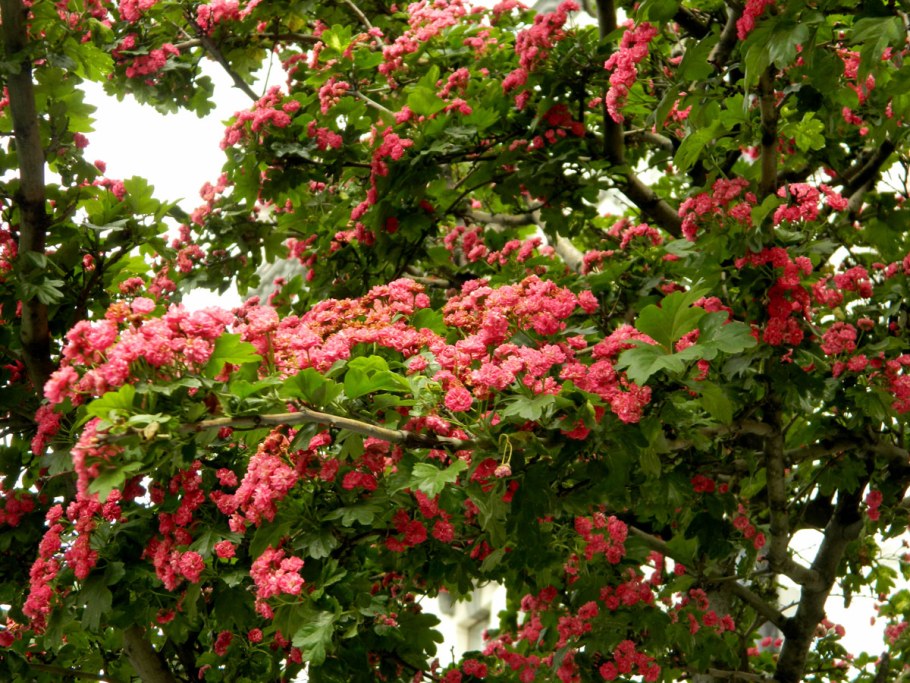 Боярышник обыкновенный Пауль Скарлет